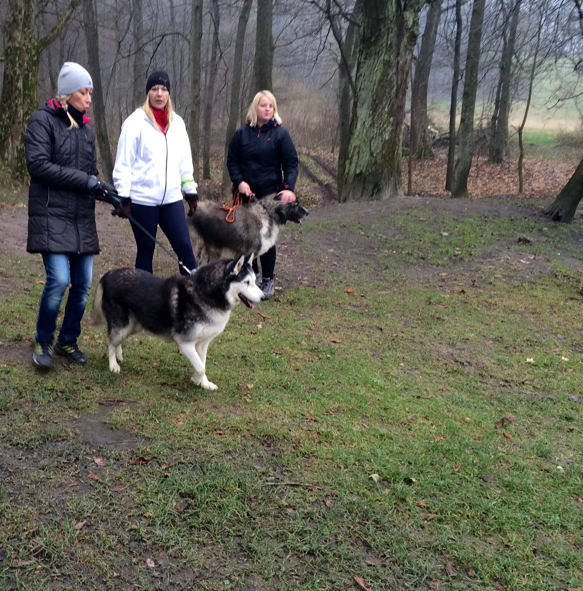 SportsArt Dog Days Dog Days