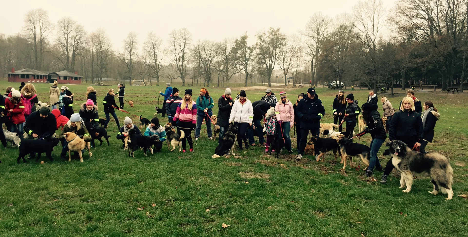 SportsArt Dog Days Dog Days