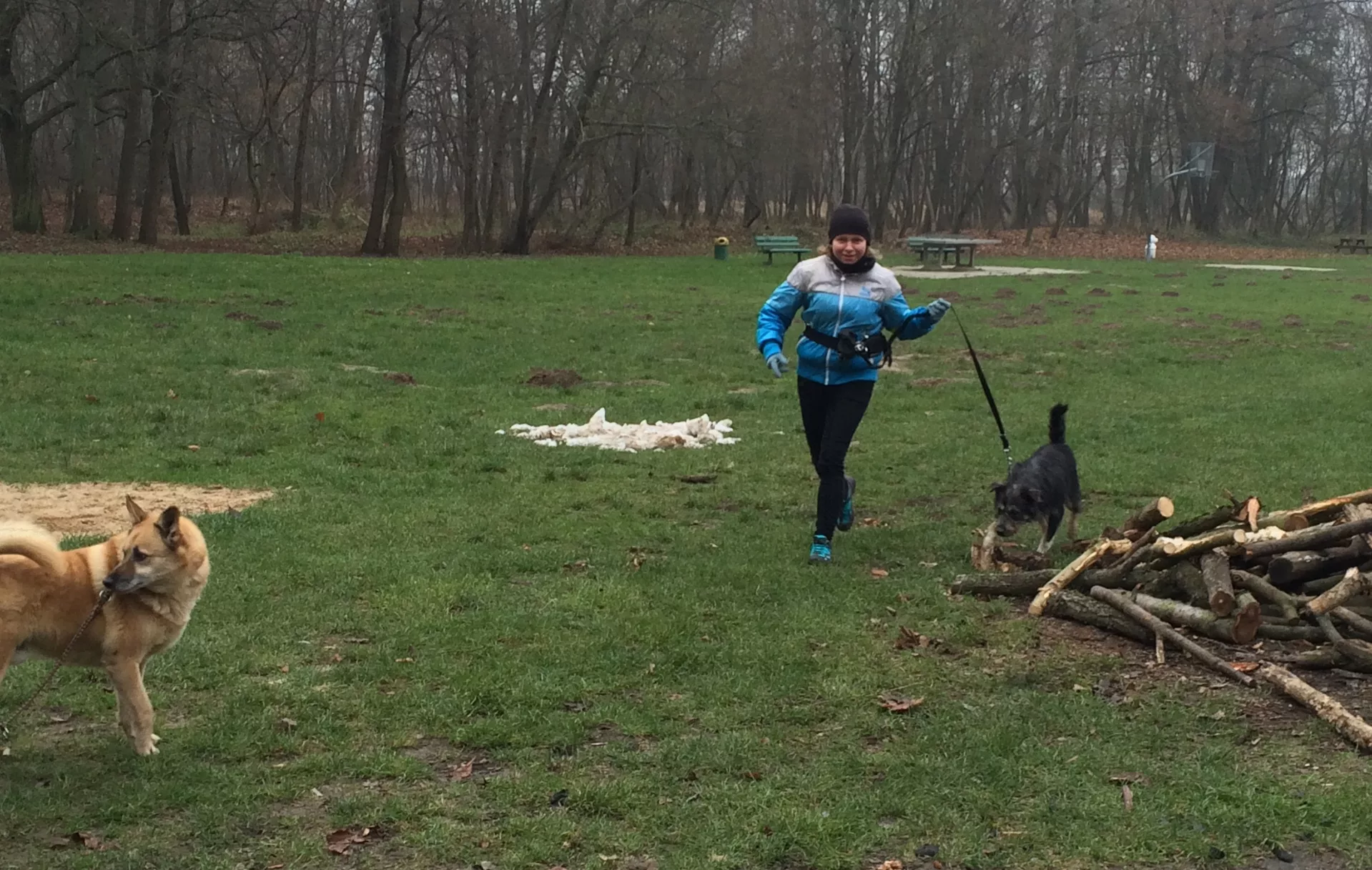 SportsArt Dog Days Dog Days