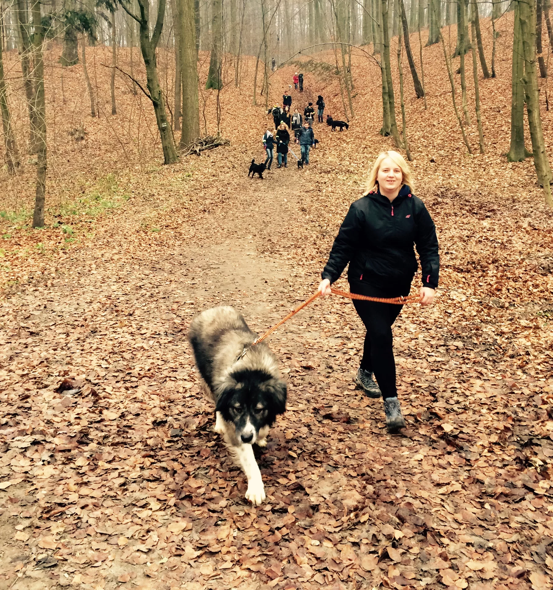 SportsArt Dog Days Dog Days