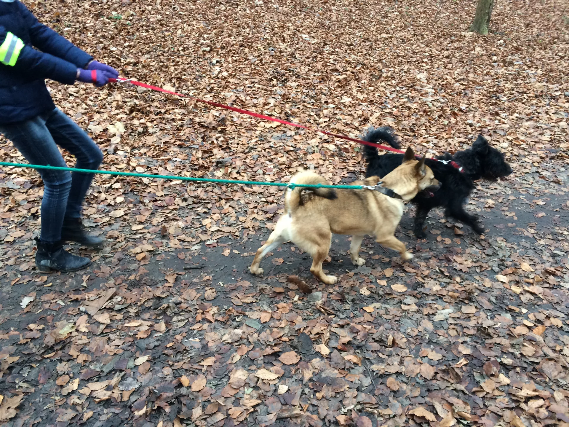 SportsArt Dog Days Dog Days